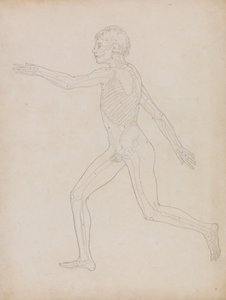 人間の姿、側面図 作： George Stubbs