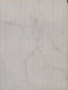 人間の姿、側面図 作： George Stubbs