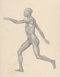 人間の姿、側面図、皮膚とその下にある筋膜層を除去した後 (表 XIII の完成した研究)