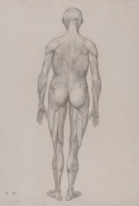 人物像、後面図 (表 XII の完成図とほぼ同じ) 作： George Stubbs
