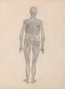 人間の姿、後面図 (未発表のプレートの完成した研究) 作： George Stubbs