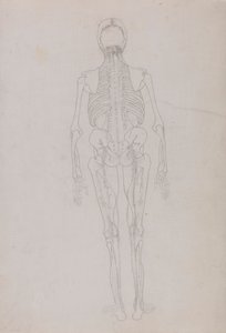 Ihmishahmo, takanäkymä (avainhahmon ääriviivapiirros, joka esittää dissektion viimeistä vaihetta) 作： George Stubbs