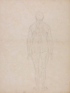 Figura Humana, Vista Posterior 作： George Stubbs