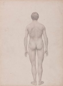 人間の姿、後面像、未解剖 (表 VII の研究終了) 作： George Stubbs