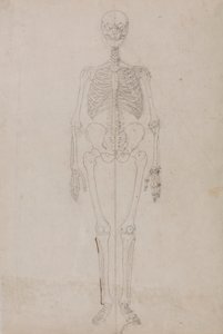 人間の骨格、正面図 (最終スタディ) 作： George Stubbs