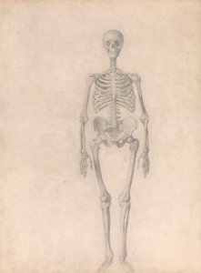 Ihmisen luuranko, etunäkymä (valmistunut tutkimus taulukosta I) 作： George Stubbs
