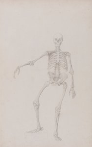 人間の骨格、正面図 (右腕を伸ばした状態、未発表の表の研究を終了) 作： George Stubbs