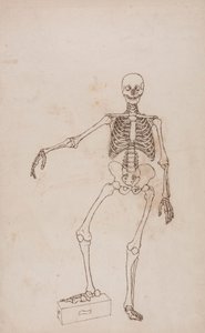 人間の骨格、前方ビュー 作： George Stubbs