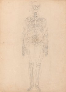 人間の骨格、前方ビュー 作： George Stubbs