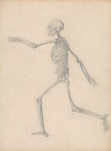 人間の骨格、側面図 (表 III の最終研究に近いが、詳細は異なる) 作： George Stubbs