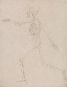 人間の骨格、横から見た図 (最初は表 III の重要な数値として使用するために準備されていた可能性がありますが、後で放棄された可能性があります)