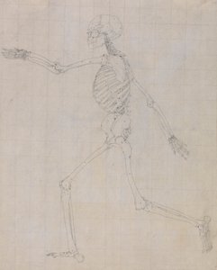 人間の骨格、側面図 (表 III のキー フィギュアの骨格の概要) 作： George Stubbs