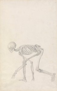 Human Skeleton, Lateral View (in Crouching Posture; finished study for an unpublished table)   1433806   ja       japanese Successfully Translated  Original: A Zuni Girl Translat: A Zuni Girl 1452087 ja japanese Successfully Translated Original: Spianata d 作： George Stubbs