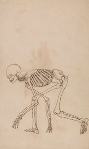 Human Skeleton, Lateral View   1433952   ja       japanese Successfully Translated  Original: Valle Crucis Abbey, Denbighshire Translat: Valle Crucis Abbey, Denbighshire 1441442 ja japanese Successfully Translated Original: Charles Lennox, 1st Duke of Rich 作： George Stubbs