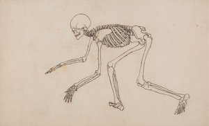 人間の骨格、側面図 作： George Stubbs