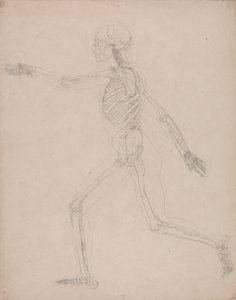 人間の骨格、側面図 作： George Stubbs