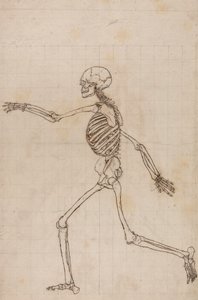 Esqueleto Humano, Vista Lateral 作： George Stubbs