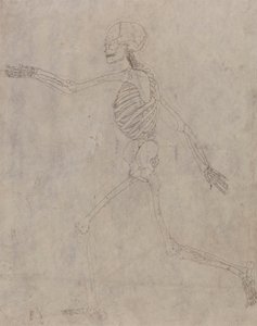 人間の骨格、側面図 作： George Stubbs