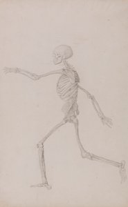 人間の骨格、左から見た側面図、走っている (表 III の研究終了) 作： George Stubbs