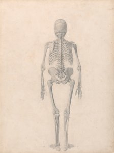 人間の骨格、後面図 (表 II の完成した研究) 作： George Stubbs