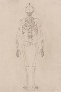人間の骨格、後方図 (表 II に関連) 作： George Stubbs