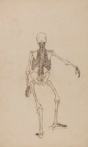 人間の骨格、後面図 作： George Stubbs