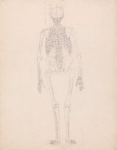 人間の骨格、後面図 作： George Stubbs