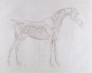 「馬の解剖学、骨、軟骨、筋肉の特定の説明を含む18の表」のイラスト、J。パーサー作、1766年 作： George Stubbs
