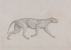 ヒョウの体、側面図 作： George Stubbs