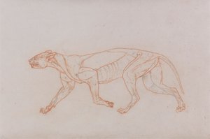 ヒョウの体、側面図