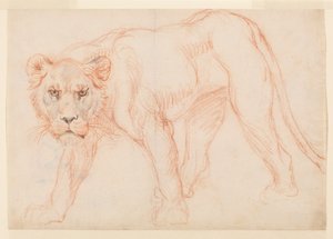 雌ライオンがうろついている、直腸、18世紀または19世紀 作： George Stubbs