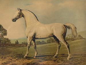 マンブリノ。グロブナー卿、c1770s、c1879によって育ちました。 作： George Stubbs