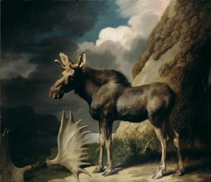 ムース、1770 作： George Stubbs