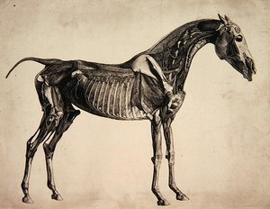1766年頃の「馬の解剖図」のプレート（エングレービング 作： George Stubbs