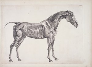 馬の解剖学、1766年頃のプレート 作： George Stubbs