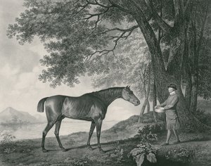 ジョージタウンリースタッブス（1756-1815）パブによって刻まれたシャーク。 1794（エッチング） 作： George Stubbs
