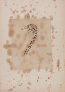 人体の構造の比較解剖学的展示からの鳥の頭と首の側面図、虎と普通の家禽の構造の比較、1795-1806（ペンとインクとpa上のグラファイト）