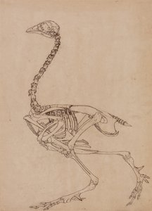 人体の構造の解剖学的博覧会からの家禽の側面図の研究、虎と普通の家禽のそれとの比較、1795-1806（ペンとインク、薄い織り紙のグラファイト） 作： George Stubbs