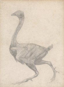 人間の体の構造の比較解剖学的博覧会、虎と一般的な鶏の比較解剖学展示会、1795年から、皮膚と下にある筋膜層を取り除いた鳥の側面図の研究 作： George Stubbs