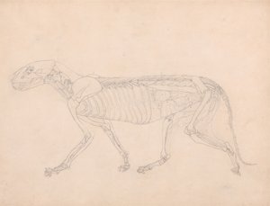 人体の構造の解剖学的解剖学的展示とトラと一般的な鶏の解剖学的展示とからの、タイガーの側面図、腹部内臓の露出に関する研究、c.1795-1806（グラファイト上の 作： George Stubbs