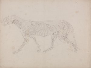 人体の構造の解剖学的展示とトラおよび一般的な家禽の構造の比較によるタイガーの側面図の研究、c.1795-1806（カートリッジ紙のグラファイト） 作： George Stubbs