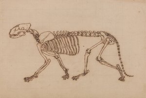 人体の構造の比較解剖学的展示からの虎の側面図の研究、虎と普通の家禽のそれとの比較、1795-1806（重いwoのチョークグラファイト上の黒インク）