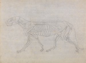 人体の構造の比較解剖学的博覧会からの虎の側面図の研究、虎と普通の鶏のそれとの比較、1795-1806（薄い織物のグラファイト） 作： George Stubbs