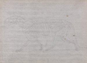 人体の構造の比較解剖学的博覧会からの虎の側面図の研究、虎と普通の鶏のそれとの比較、1795-1806（薄い織物のグラファイト） 作： George Stubbs