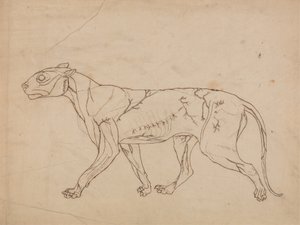 人体の構造の解剖学的博覧会からの虎の側面図の研究、虎と普通の鶏のそれとの比較、1795-1806（厚紙のグラファイト）