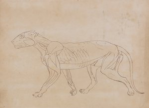 人体の構造の比較解剖学的展示からの虎の側面図の研究、虎と普通の家禽の構造との比較、1795-1806（wove pap上のグラファイト上のペンと黒のインク）