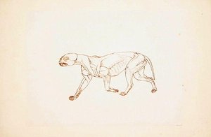 人体の構造の比較解剖学的展示からの虎の側面図の研究、虎と普通の家禽の構造との比較、1795-1806（薄いwove papの赤いチョーク上のペンとインク）