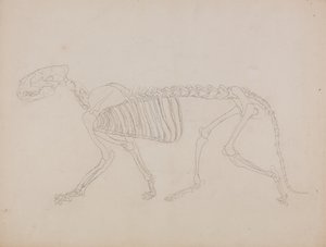 「人体の構造とトラおよび一般的な家禽の構造の比較解剖学的説明」からのトラの側面図の研究 作： George Stubbs