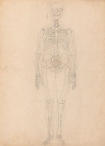 人間の体の構造の比較解剖学的説明と虎と普通の家禽の構造の比較による、人間の姿、前面図、表Iの図の研究、c.1795-1806（g 作： George Stubbs