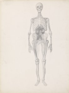 「人体の構造とトラおよび一般的な鳥の構造の比較解剖学的説明」、c.1795-1806（c.1795-1806）からの人物像、前面図、解剖の最終段階の研究。 作： George Stubbs